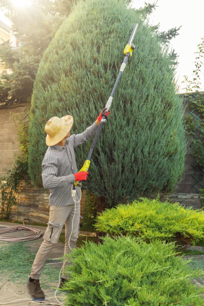 How Our Tree Care Process Works  in  Seville, FL